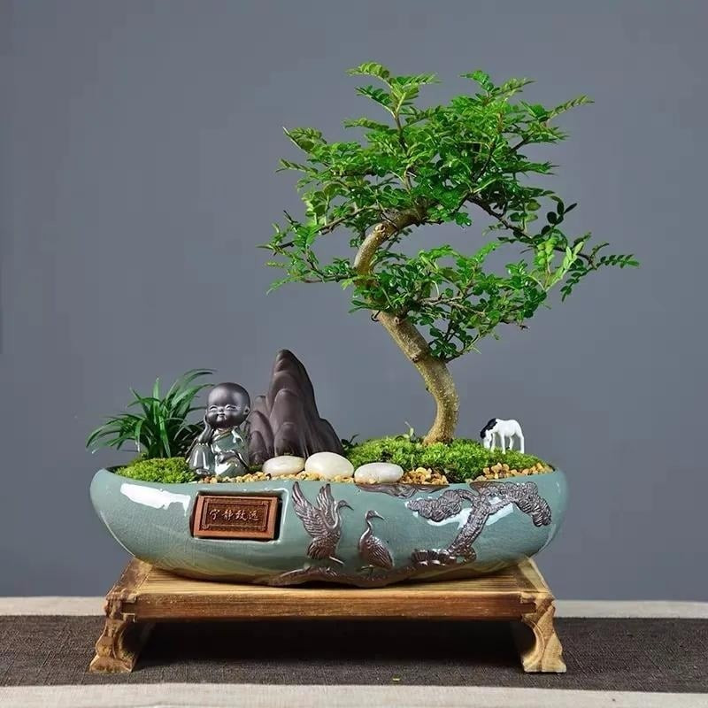 Cây cần ánh sáng và độ ẩm vừa phải, tránh ngâm nước lâu. Đặc biệt, thanh hương mộc có tuổi thọ cao, tượng trưng cho sự bền vững và trường tồn.