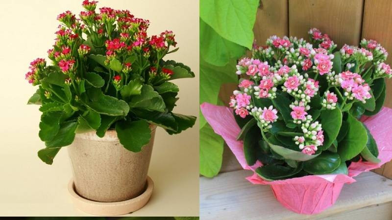 Cây có thể nở liên tục nếu được đặt nơi nhiều nắng. Hãy tưới nước khi đất khô hẳn để tránh thối rễ, đồng thời cắt bỏ hoa tàn để kích thích đợt nở mới.