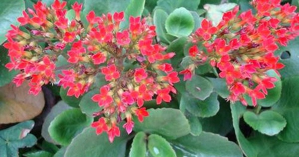 Trước và trong mùa hoa, bón phân kali pha loãng 10–15 ngày/lần sẽ giúp hoa dày, bền và rực rỡ hơn. Đây là loại cây rất phù hợp với người bận rộn.