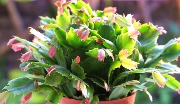 Điểm khó chiều nhất chính là độ ẩm. Cây khát nước thì lá teo tóp, nhưng dư nước lại khiến rễ úng, thối nhũn. Ban công – nơi nhiệt độ thay đổi thất thường và độ ẩm dao động lớn – rõ ràng không phải là “chốn mộng mơ” dành cho lan càng cua.