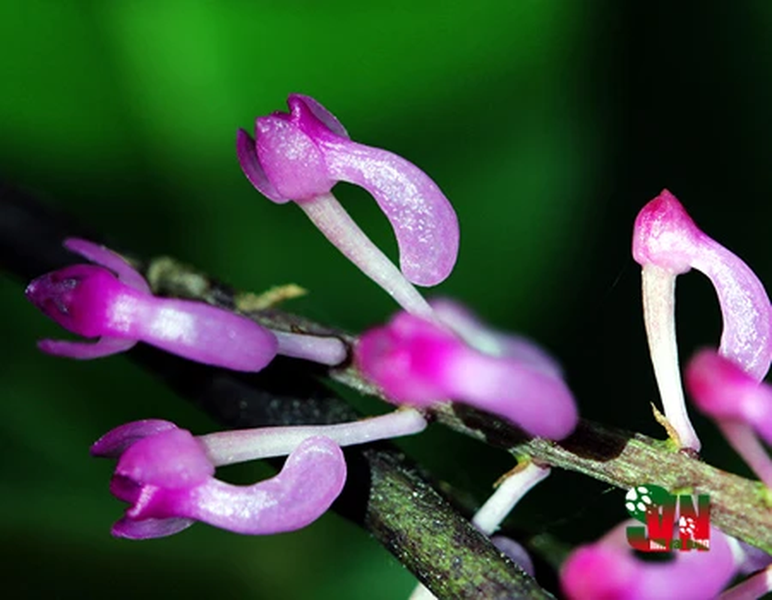 Lan mật khẩu giả: Tên khoa học "Cleisostomopsis eberhardtii". Đặc điểm: Sống bám trên thân và cành thông hay một số cây gỗ khác trong rừng mưa nhiệt đới, ở độ cao khoảng 1.400 – 1.800m. Phân bố: Đà Lạt, Lâm Đồng.