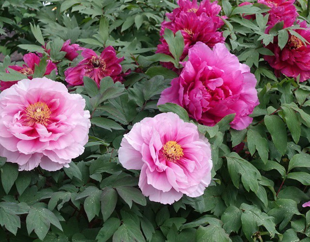 Với người giàu, mẫu đơn không chỉ là biểu tượng thịnh vượng mà còn mang lại cảm giác bình yên cho sân nhà. Ngắm những bông hoa rực rỡ giúp tâm hồn thư thái, biến khu vườn thành một bức tranh sống động và đầy chất thơ.