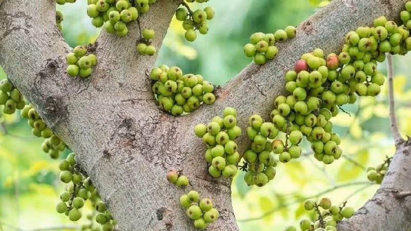 Từ cây ăn trái quen thuộc đến cây cảnh phong thủy sang trọng. Ban đầu được trồng để lấy lá và quả, cây sung ngày nay còn được tạo dáng bonsai, trở thành vật trang trí trong sân vườn và phòng khách.