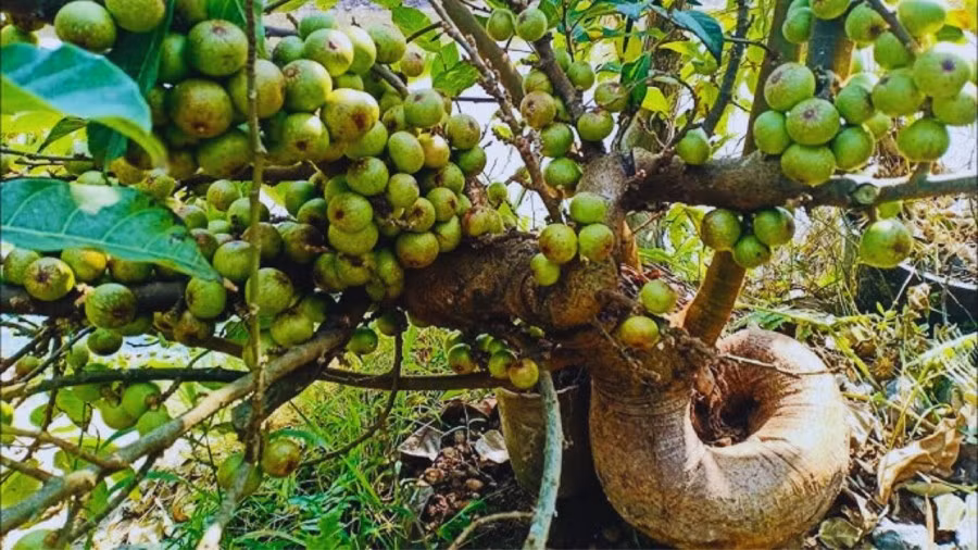 Trồng cây sung: Món “đầu tư xanh” mang lại lộc dài lâu. Không chỉ đẹp và mát, cây sung nếu đặt đúng vị trí, hợp tuổi còn là “báu vật phong thủy” giúp giữ lộc – chiêu tài – bảo vệ bình an cho cả gia đình. (* Thông tin trên chỉ mang tính chất tham khảo).