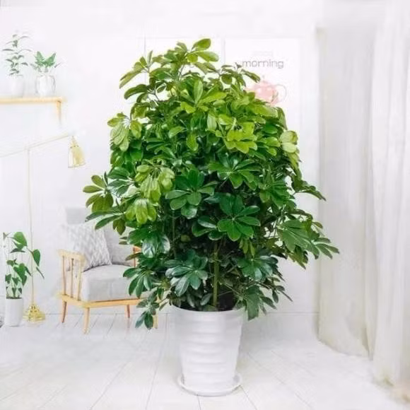 Lá cây đan xen vàng – xanh mang vẻ đẹp độc đáo, hợp đặt ở phòng khách, bàn làm việc. Ngũ gia bì vừa dưỡng khí vừa dưỡng tâm, rất đáng để sở hữu.