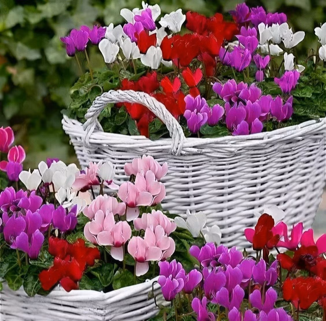 Trong phong thủy, cát tường đại diện cho tình cảm suôn sẻ, công việc ổn định, cuộc sống yên bình. Đây là loài hoa lý tưởng để đặt ở phòng ngủ, phòng thiền hoặc góc đọc sách - những nơi cần sự tĩnh lặng và cân bằng cảm xúc.