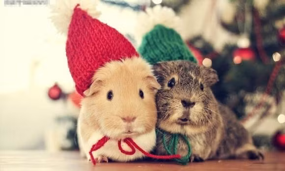 Điều đáng chú ý: Tháng 9 và tháng 10 là cao điểm vận tài chính của tuổi Tý. Những ai biết lập kế hoạch rõ ràng, chi tiêu hợp lý và nắm bắt cơ hội đúng lúc sẽ thu được lợi nhuận vượt kỳ vọng.