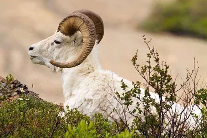 Tháng 6 Âm lịch, mặt trời thiêu đốt, nhưng cũng mang đến cho con giáp tuổi Mùi sức sống tràn đầy. Trong tháng này, năng lực làm việc của họ được thể hiện rõ ràng.