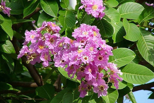 View - 5 loài hoa vừa đẹp vừa vượng khí, trồng một lần hưởng lộc dài lâu | Báo Tri thức và Cuộc sống - TIN TỨC PHỔ BIẾN KIẾN THỨC 24H