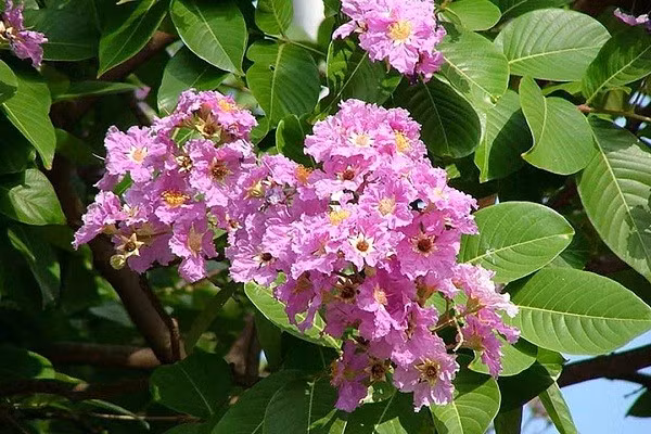 Bằng lăng là cây thân gỗ ưa nắng, dễ chăm sóc. Chỉ cần bón phân định kỳ và đặt nơi đủ sáng, cây sẽ phát triển tốt, nở hoa đẹp, giúp không gian sống thêm sang trọng và thu hút vượng khí.