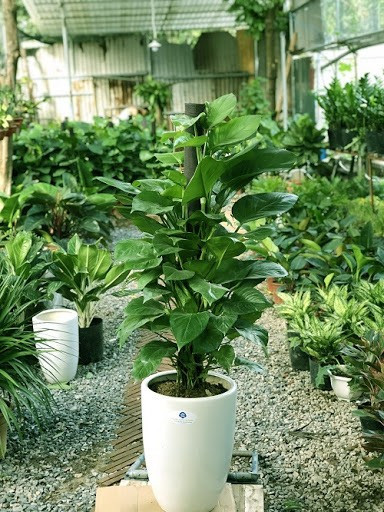 Vạn niên thanh thường được tặng trong các dịp mừng thọ với ý nghĩa chúc người nhận sống lâu, mạnh khỏe và hạnh phúc. Đặc biệt, cây không bị héo úa vào mùa đông càng làm tăng thêm giá trị biểu tượng cho sự trường tồn và bền vững.