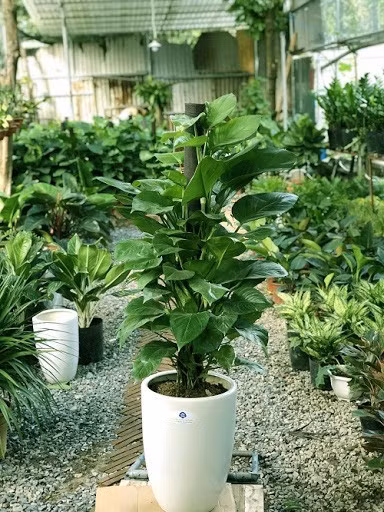 Vạn niên thanh thường được tặng trong các dịp mừng thọ với ý nghĩa chúc người nhận sống lâu, mạnh khỏe và hạnh phúc. Đặc biệt, cây không bị héo úa vào mùa đông càng làm tăng thêm giá trị biểu tượng cho sự trường tồn và bền vững.