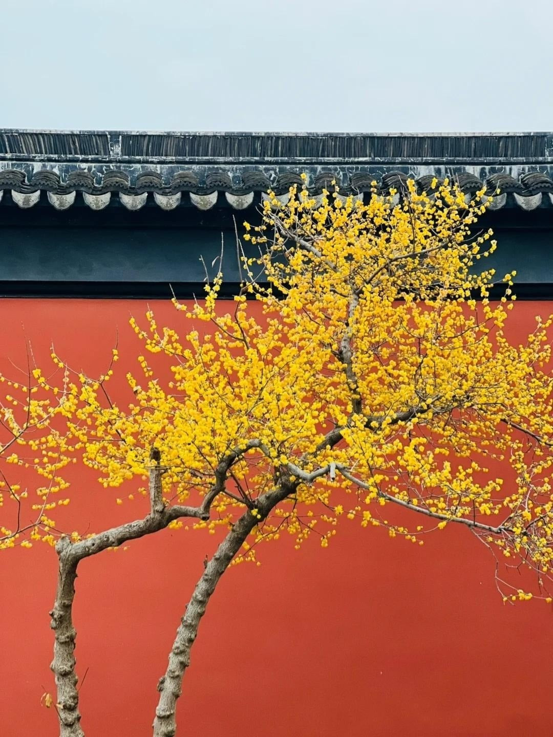 Chỉ cần vài cành cắm trong bình cũng đủ làm bừng sáng không gian, mang lại cảm giác thư thái, dễ chịu. Loài hoa này còn được xem là món quà ý nghĩa dành tặng người lớn tuổi, gửi gắm lời chúc sức khỏe, trường thọ và phúc lành.