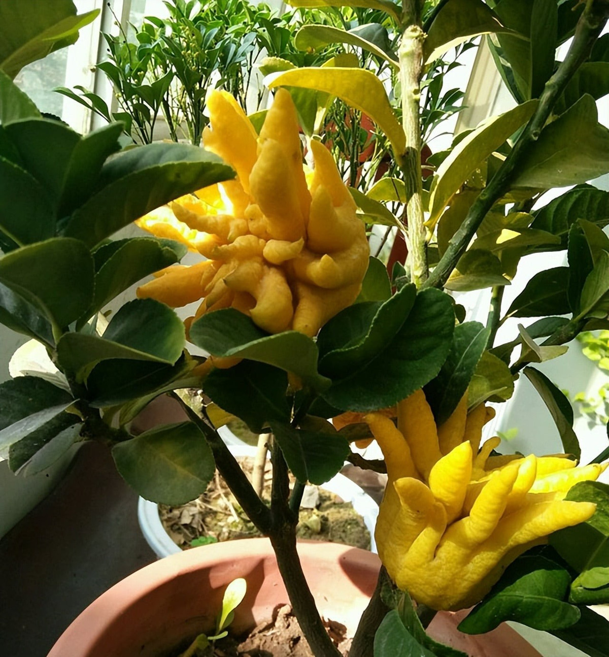 Cây cảnh này với quả có hình dạng như lòng bàn tay Phật và tượng trưng cho "may mắn trong tay và sự tốt lành như mong muốn". Trong mỗi quả phật thủ chứa rất nhiều vitamin C, đường, acid hữu cơ, dầu chanh, glucozit. Vỏ quả Phật thủ có thể làm mứt, pha trà, nấu cháo, chiết xuất hương thơm...