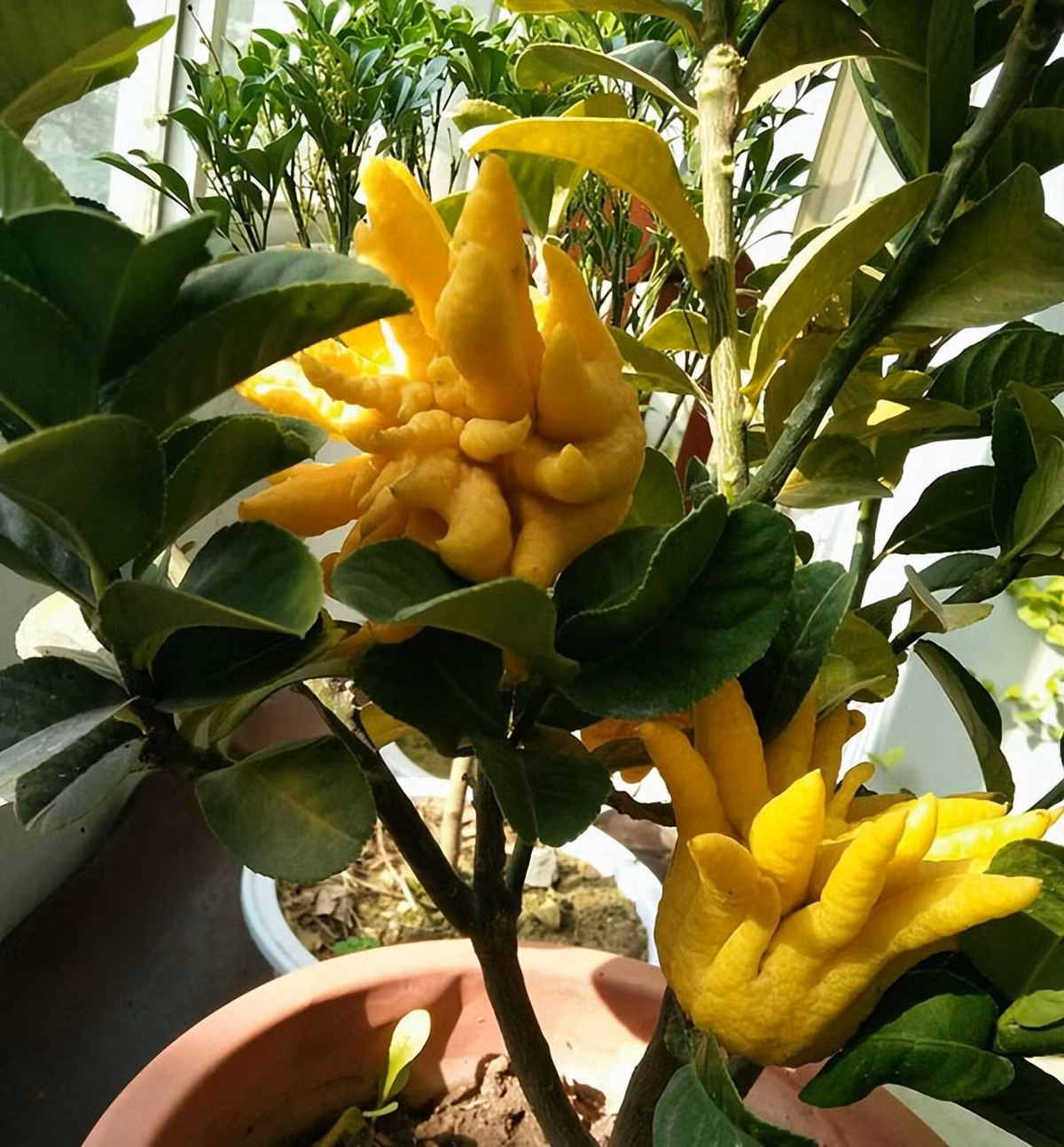 Cây cảnh này với quả có hình dạng như lòng bàn tay Phật và tượng trưng cho "may mắn trong tay và sự tốt lành như mong muốn". Trong mỗi quả phật thủ chứa rất nhiều vitamin C, đường, acid hữu cơ, dầu chanh, glucozit. Vỏ quả Phật thủ có thể làm mứt, pha trà, nấu cháo, chiết xuất hương thơm...