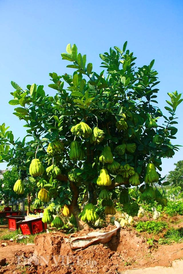 Đông y đánh giá cao cây Phật thủ nhờ hương thơm dễ chịu giúp xua tan khí độc, thư giãn tinh thần, tăng năng lượng tích cực cho ngôi nhà.