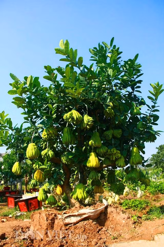 Đông y đánh giá cao cây Phật thủ nhờ hương thơm dễ chịu giúp xua tan khí độc, thư giãn tinh thần, tăng năng lượng tích cực cho ngôi nhà.