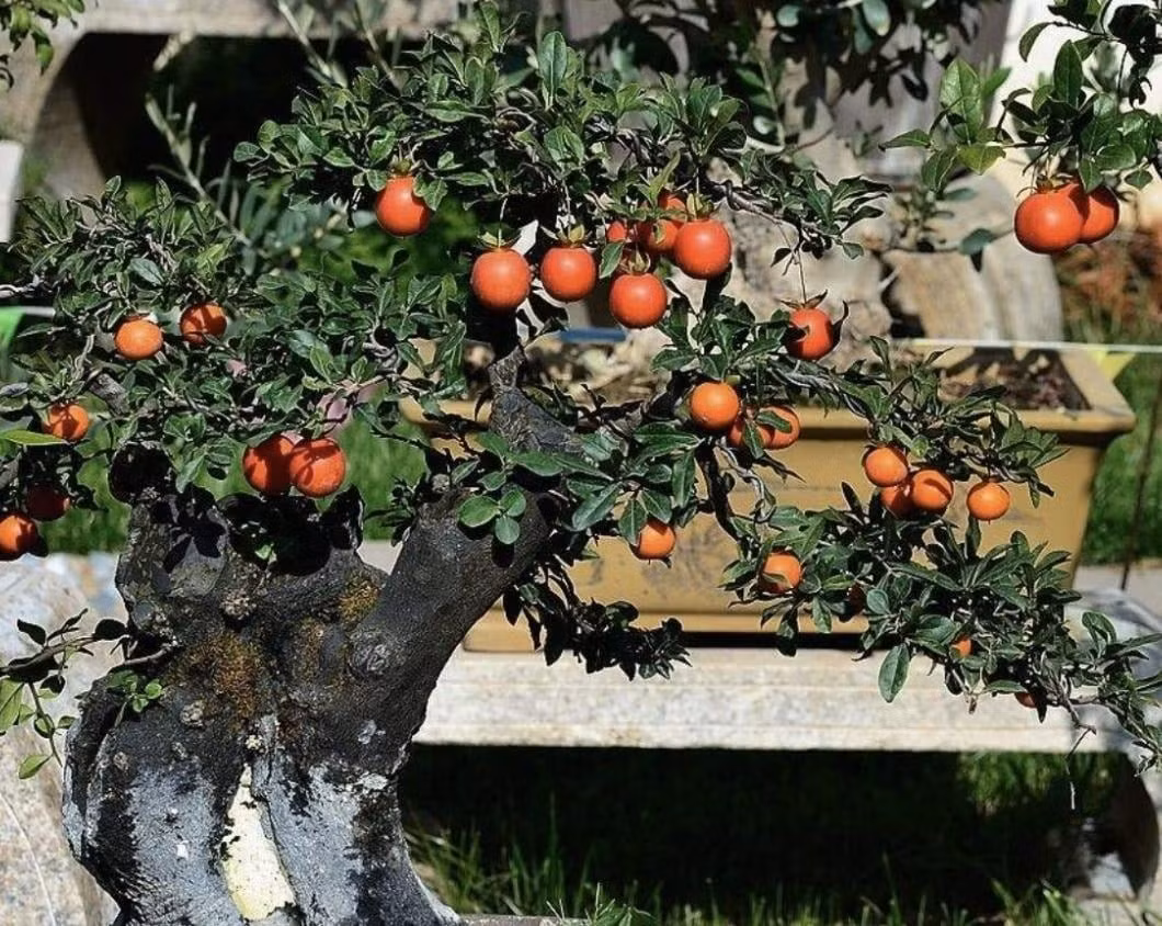 Loài cây này nổi bật ở cả lá, hoa lẫn quả. Khi mùa đơm trái đến, từng chùm quả vàng cam lấp lánh như chuỗi ngọc treo trên cành, đung đưa trong gió, tạo nên khung cảnh rực rỡ, vừa có giá trị thẩm mỹ vừa mang ý nghĩa phong thủy.