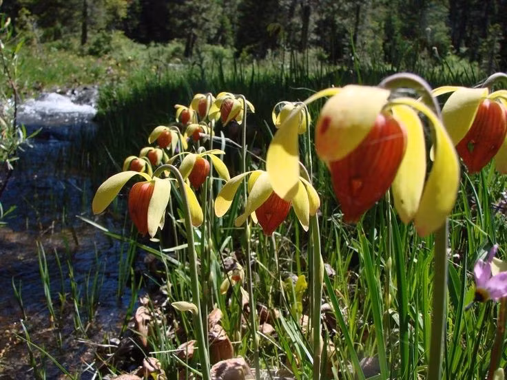 Dù có lá hình dáng kỳ dị, cây vòi voi lại có hoa màu đỏ hoặc vàng khá bình thường, mọc trên một thân dài, tách biệt hoàn toàn với bẫy để tránh thu hút nhầm côn trùng thụ phấn.