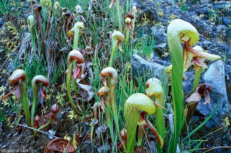 Trong điều kiện thích hợp, cây vòi voi có thể sống hơn hai thập kỷ, khiến nó trở thành một trong những loài cây ăn thịt có tuổi thọ lâu nhất.