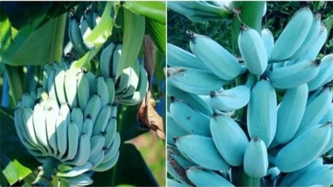 Mặc dù giống chuối này sống ở vùng khí hậu nhiệt đới nhưng chúng có khả năng chịu lạnh khá tốt, miễn là chúng nhận được một lượng ánh sáng mặt trời phù hợp.