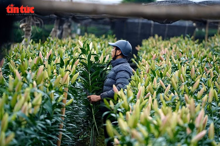 Toàn cảnh vùng trồng hoa tại Hà Nội những ngày giáp Tết, nông dân dồn lực chăm sóc vụ hoa lớn nhất trong năm.