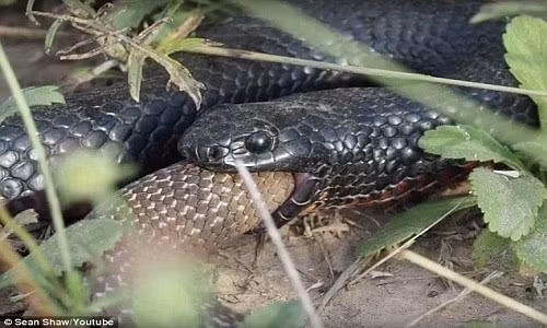 Một người chuyên bắt rắn suốt 20 năm chia sẻ rằng, rắn sợ hai loại hoa, nếu để vài bông hoa trong nhà, rắn sẽ không dám vào nhà! Hai loại hoa này có thần kỳ đến vậy sao? Chúng là loại hoa gì? Hãy cùng xem tiếp nhé!