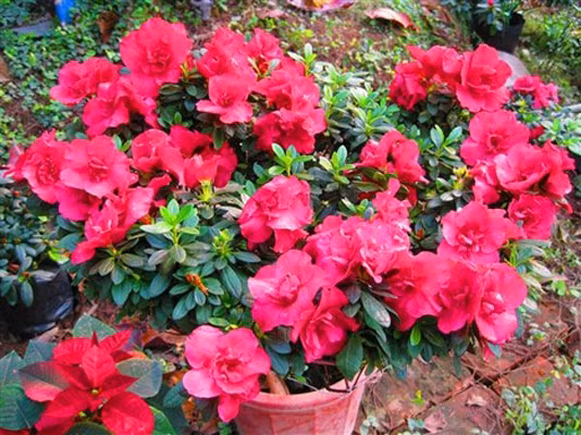 Khí khô mùa đông có thể “giết chết” chậu đỗ quyên xinh xắn: Chỉ cần vài ngày bật điều hòa hay máy sưởi, lá cây có thể vàng úa, rụng hàng loạt nếu không được phun sương hoặc tạo ẩm liên tục.