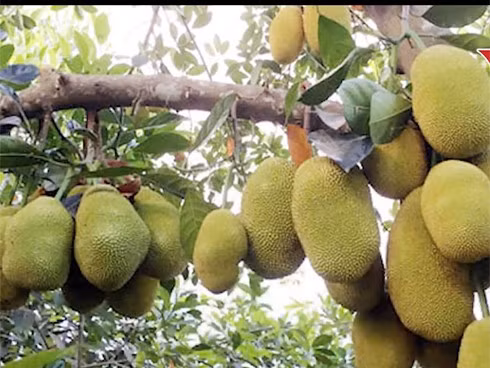 Những gia đình sở hữu cây mít cổ thụ thì lại càng quý. Dù cây có già cỗi, tróc vỏ hay không còn cho nhiều trái thì nhiều người vẫn giữ nguyên vì tin rằng đó là gốc rễ lộc trời, chặt đi là mất mát cả tài khí đã tích tụ suốt bao năm.