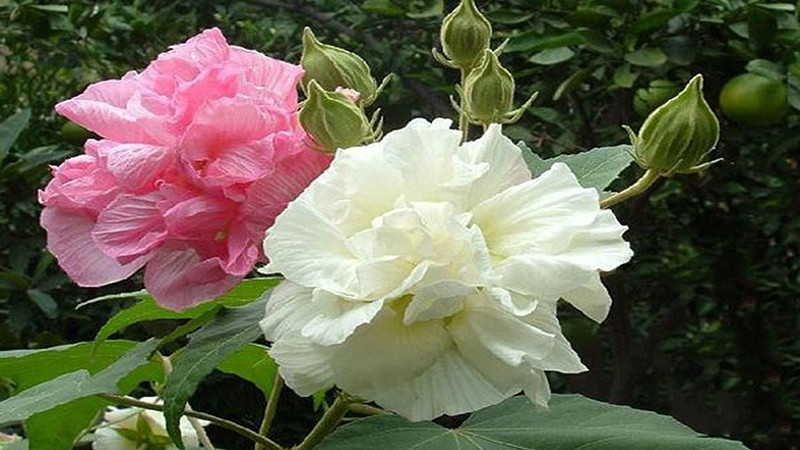 Theo quan niệm Á Đông, điều này không phù hợp với tinh thần cầu mong một năm mới ổn định, lâu dài và phát triển. Trưng hoa phù dung vì thế bị cho là mang hàm ý thiếu bền vững trong công việc, tài lộc và các mối quan hệ.