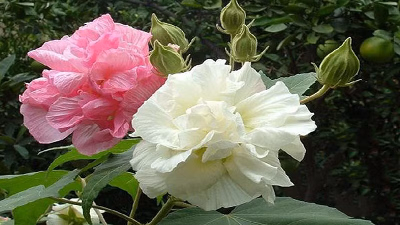 Theo quan niệm Á Đông, điều này không phù hợp với tinh thần cầu mong một năm mới ổn định, lâu dài và phát triển. Trưng hoa phù dung vì thế bị cho là mang hàm ý thiếu bền vững trong công việc, tài lộc và các mối quan hệ.