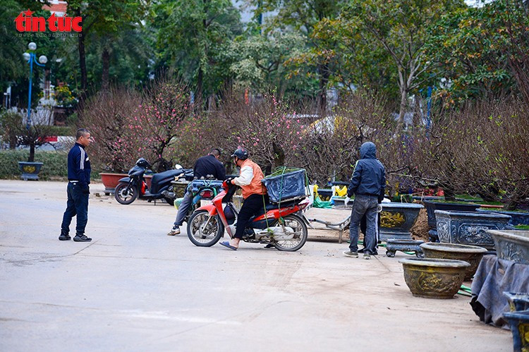 Thương lái và thợ vườn vận chuyển, sắp xếp các gốc đào cổ thụ từ xe máy chuyên dụng vào khu trưng bày.