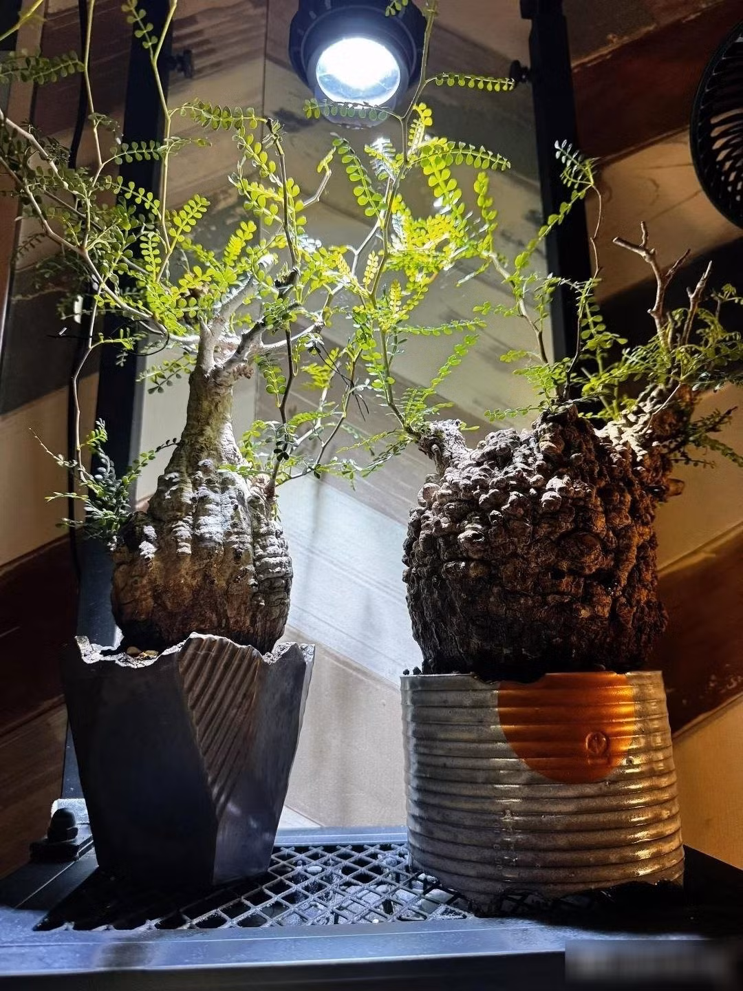 Không chỉ hợp phong thủy, cây còn phù hợp phong cách trang trí hiện đại, tối giản, trở thành điểm nhấn sang trọng trong phòng khách hay sân vườn.