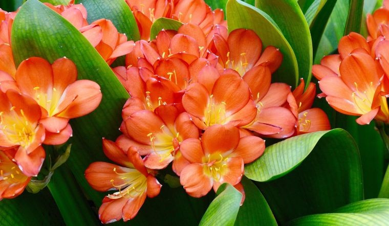 Đặc biệt, lá cây tiết ra chất nhầy có khả năng hấp thụ khói bụi, giúp không khí luôn trong lành, tốt cho sức khỏe. Tuy nhiên, lan quân tử ưa bóng râm nên không phải là cây dễ trồng.