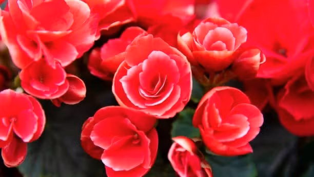 Tên gọi hải đường gợi liên tưởng đến sự suôn sẻ, thuận lợi trong công danh sự nghiệp, đồng thời cũng đại diện cho sự quây quần đầm ấm. Theo phong thủy, sắc đỏ hồng của hoa hải đường đại diện cho hành Hỏa, giúp kích hoạt năng lượng tích cực, tạo sự gắn kết trong gia đình.