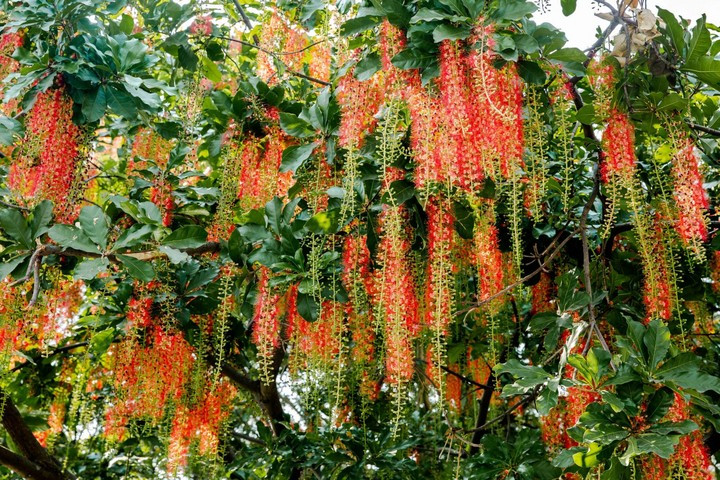 Theo quan niệm truyền thống, trồng lộc vừng trong nhà mang đến hoa đỏ chùm chùm, tượng trưng cho hạnh phúc gia đình. Gốc cây to, vững chắc đại diện cho ý chí kiên định của gia chủ.