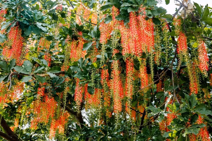 Theo quan niệm truyền thống, trồng lộc vừng trong nhà mang đến hoa đỏ chùm chùm, tượng trưng cho hạnh phúc gia đình. Gốc cây to, vững chắc đại diện cho ý chí kiên định của gia chủ.