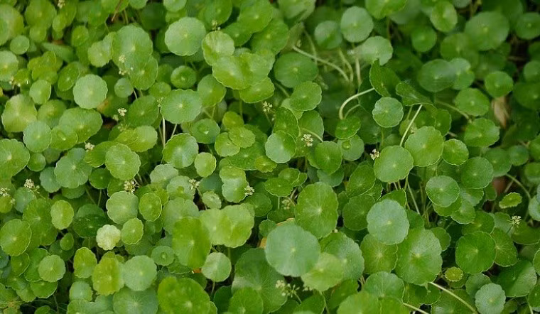 Loài cây này ưa ẩm, rất thích hợp trồng trong chậu nước nhỏ hoặc nơi có độ ẩm cao. Khi soi bóng xuống mặt nước, vẻ đẹp của cây càng thêm cuốn hút.