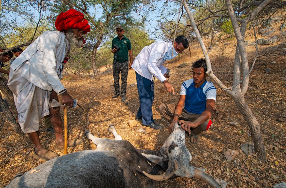 Những con báo thỉnh thoảng đột nhập chuồng chăn nuôi vào ban đêm, kéo theo một con bê, dê hoặc cừu. Mỗi con gia súc bị mất, dân làng sẽ nhận được khoảng 28 USD bồi thường từ Bộ Lâm nghiệp của bang. Việc gia súc bị giết được xem là hình thức hiến tế. Họ tin rằng thần linh sẽ ban tặng nhiều hơn nữa.
