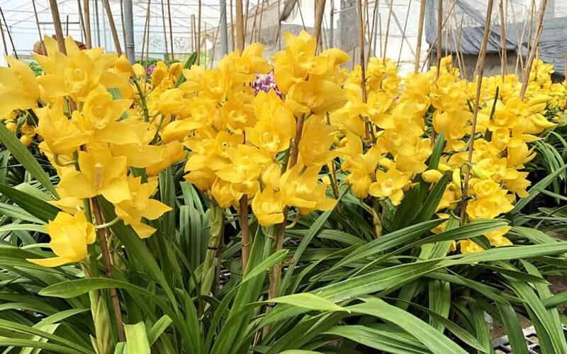 Chăm địa lan không cần cố gắng quá mức. Đôi khi, chỉ cần để cây được “thở” và đón ánh sáng nhè nhẹ, nó sẽ dâng tặng người trồng một mùa hoa bền bỉ và tinh khôi.