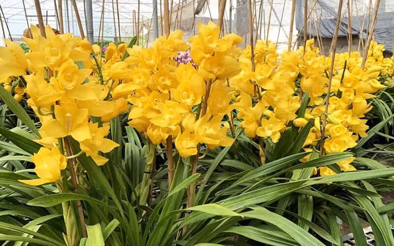 Chăm địa lan không cần cố gắng quá mức. Đôi khi, chỉ cần để cây được “thở” và đón ánh sáng nhè nhẹ, nó sẽ dâng tặng người trồng một mùa hoa bền bỉ và tinh khôi.