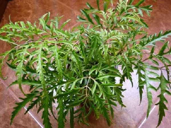 Lời dặn của người xưa về việc trồng cây đinh lăng: Ông bà ta từng khuyên nên trồng 2 chậu đinh lăng trước thềm nhà để giữ lộc. Nên đặt nơi sáng sủa, tránh trồng sau nhà hoặc chỗ ẩm thấp, bẩn thỉu.