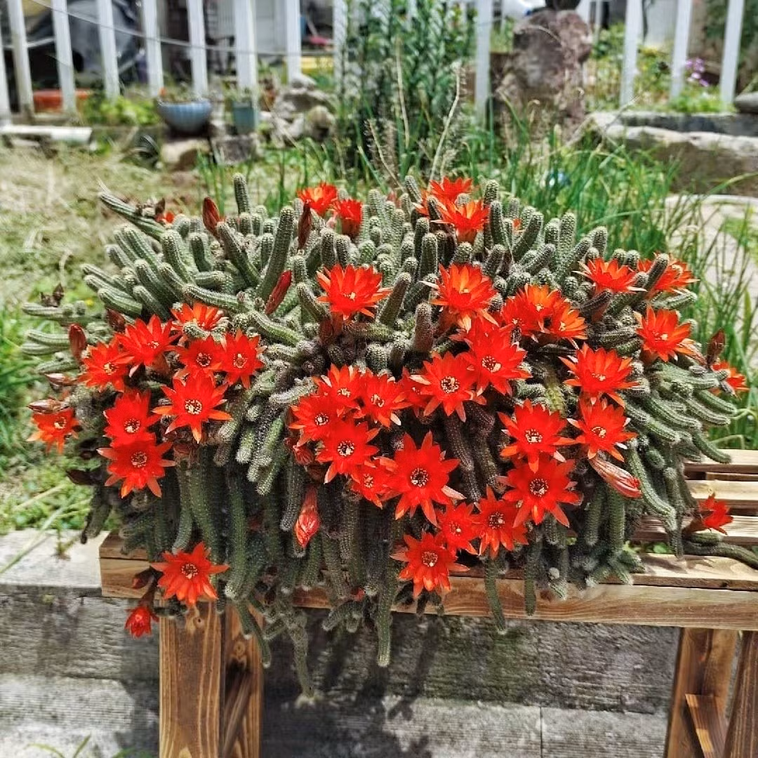 Tuy không bắt mắt ở thân, nhưng hoa của cây mới là điểm sáng. Vào mùa hè, những bông hoa đỏ cam rực rỡ bung nở dày đặc trên các đốt, nổi bật như ngọn lửa giữa mảng xanh gai góc. Sự đối lập ấy tạo nên sức hút khó cưỡng.