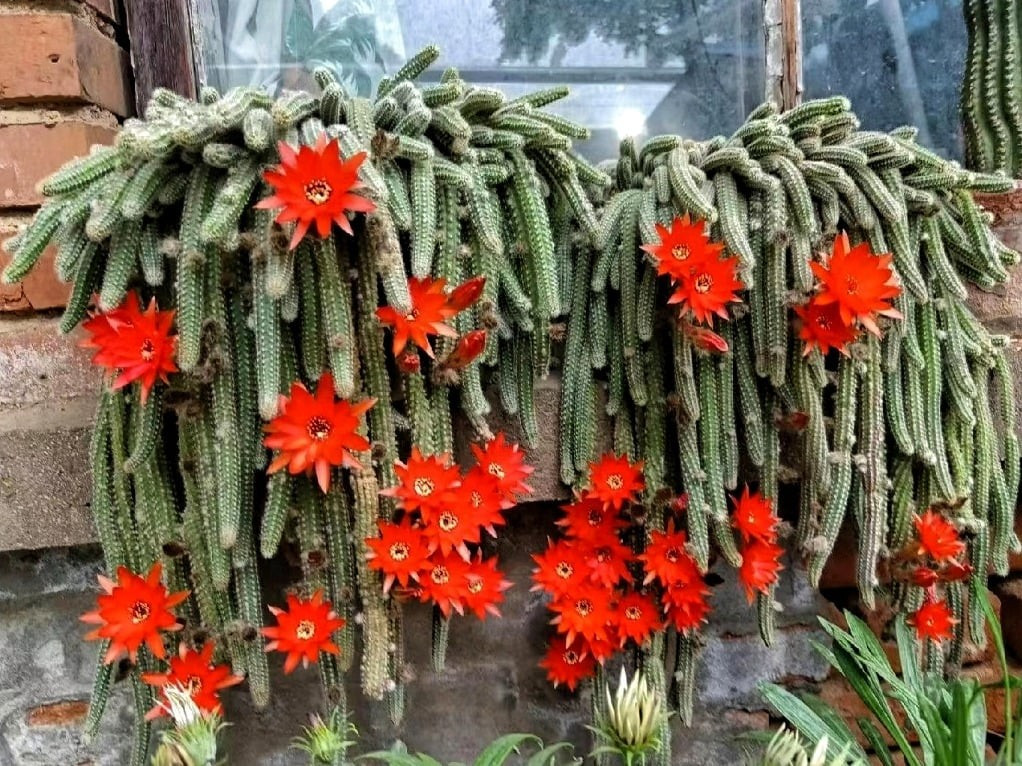 4. Xương rồng đuôi chuột (Aporocactus flagelliformis): Ngay từ cái tên, xương rồng đuôi chuột đã khiến nhiều người “e dè”. Thân dài rủ xuống như những sợi dây gai, lúc nhỏ nhìn như ổ “sâu bướm”, khi lớn lại giống một búi rắn mềm mại. Vẻ ngoài có phần kỳ quái nhưng lại cực kỳ ấn tượng.