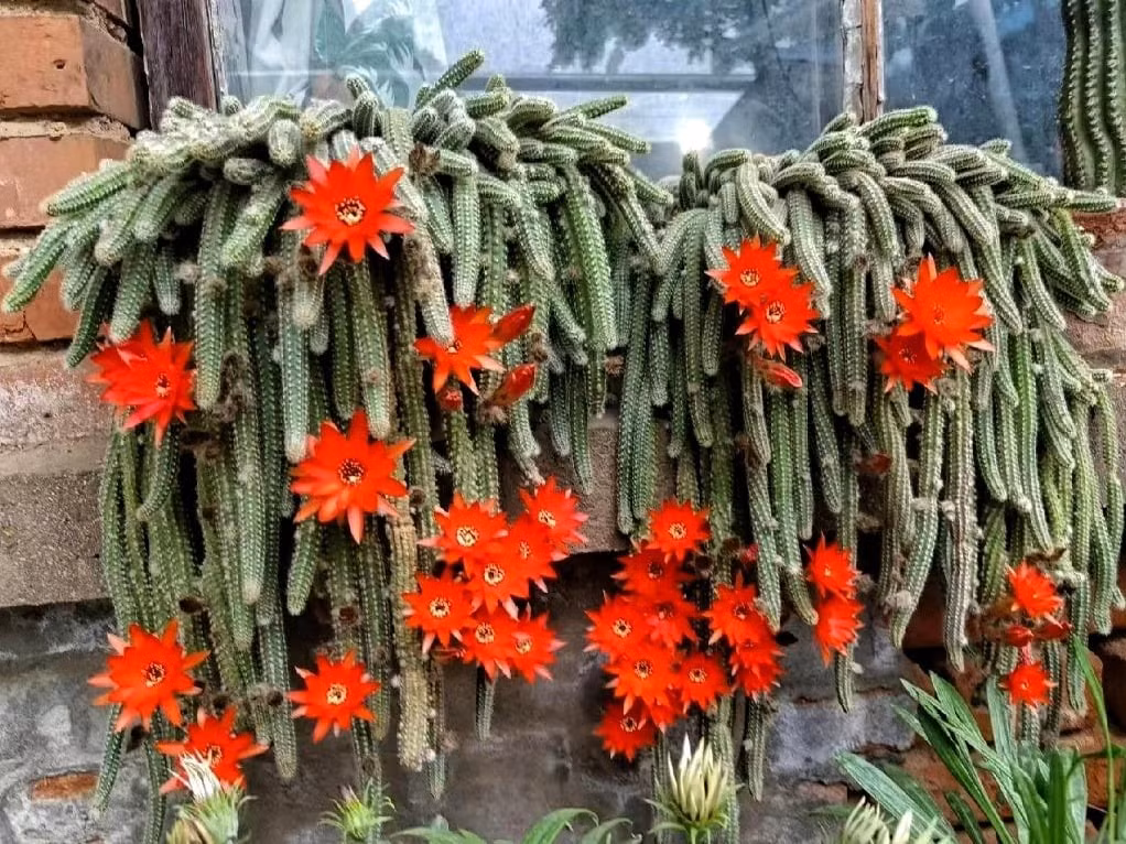 4. Xương rồng đuôi chuột (Aporocactus flagelliformis): Ngay từ cái tên, xương rồng đuôi chuột đã khiến nhiều người “e dè”. Thân dài rủ xuống như những sợi dây gai, lúc nhỏ nhìn như ổ “sâu bướm”, khi lớn lại giống một búi rắn mềm mại. Vẻ ngoài có phần kỳ quái nhưng lại cực kỳ ấn tượng.