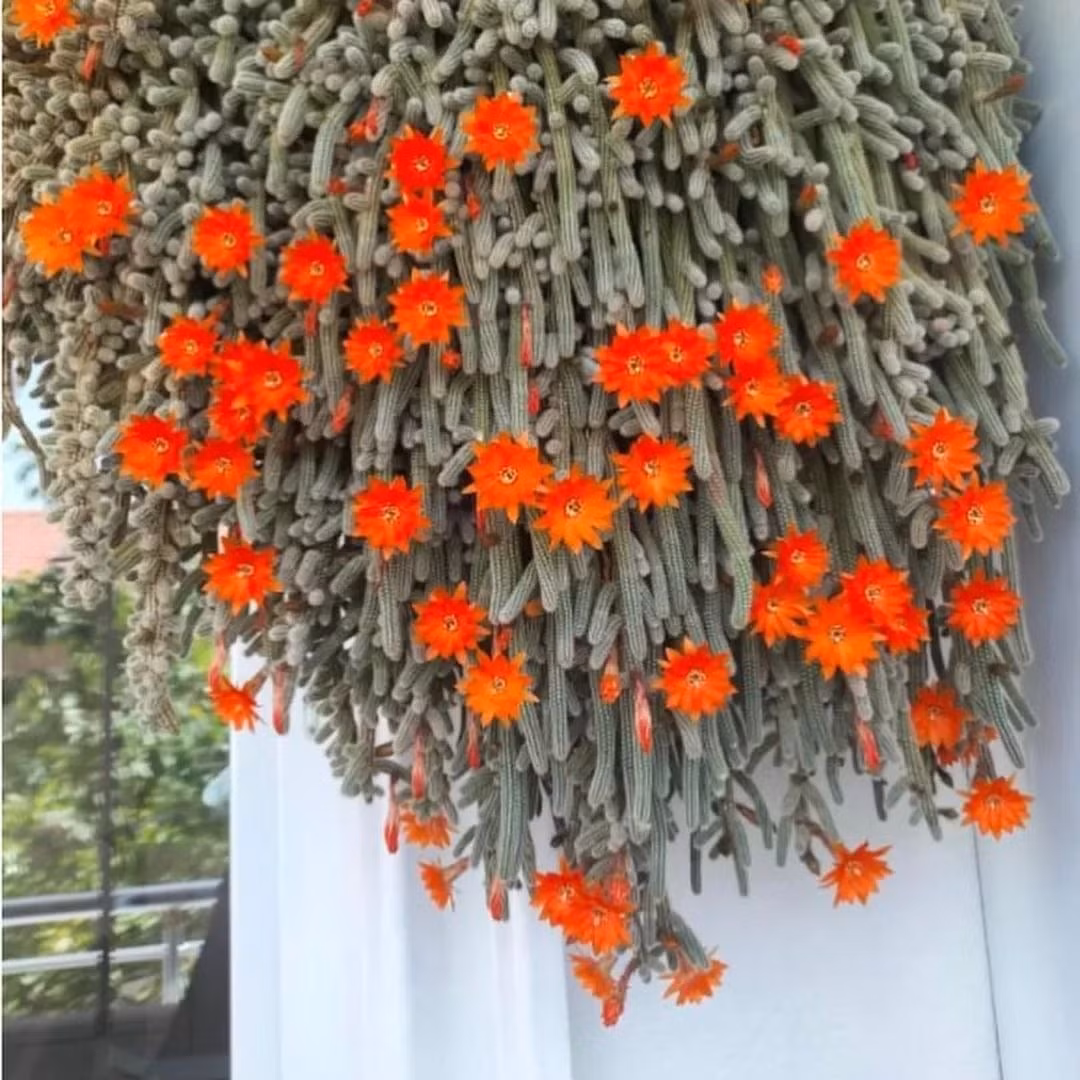 Cây chịu hạn tốt, ưa nắng và rất dễ sống. Chỉ cần giữ nhiệt độ mùa đông trên 5℃ và bổ sung phân lân – kali khi có nụ để kích hoa. Trong phong thủy, gai xương rồng được tin là giúp xua tà, bảo vệ gia chủ và thu hút tài lộc.