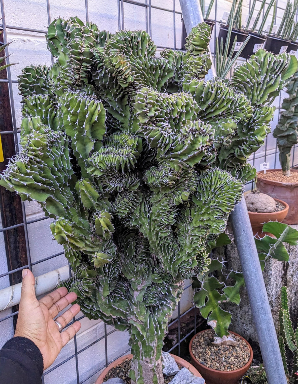 Trong quan niệm phong thủy, “nơi nào có kỳ lân, nơi đó có may mắn”. Đặt cây ở cửa ra vào hoặc ban công được cho là giúp xua tà khí, giữ bình an và bảo vệ gia đình. Vẻ ngoài gai góc nhưng lại mang ý nghĩa tốt lành, tượng trưng cho sức mạnh và sự che chở.