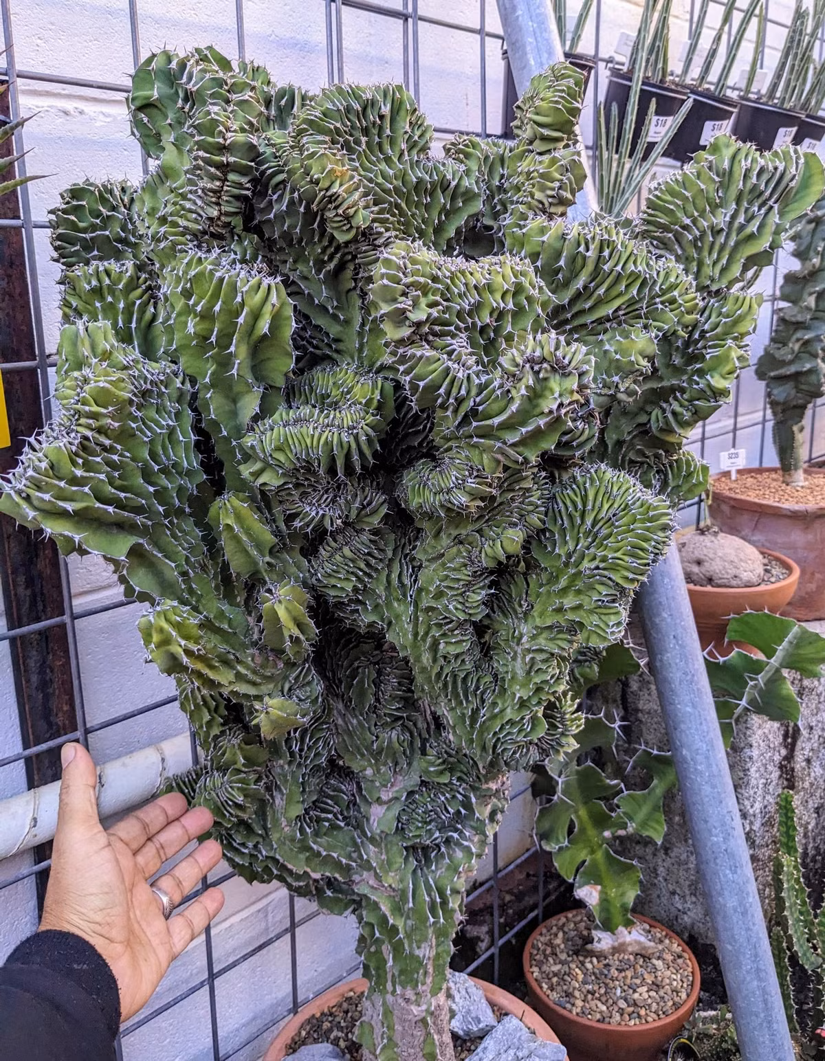 Trong quan niệm phong thủy, “nơi nào có kỳ lân, nơi đó có may mắn”. Đặt cây ở cửa ra vào hoặc ban công được cho là giúp xua tà khí, giữ bình an và bảo vệ gia đình. Vẻ ngoài gai góc nhưng lại mang ý nghĩa tốt lành, tượng trưng cho sức mạnh và sự che chở.