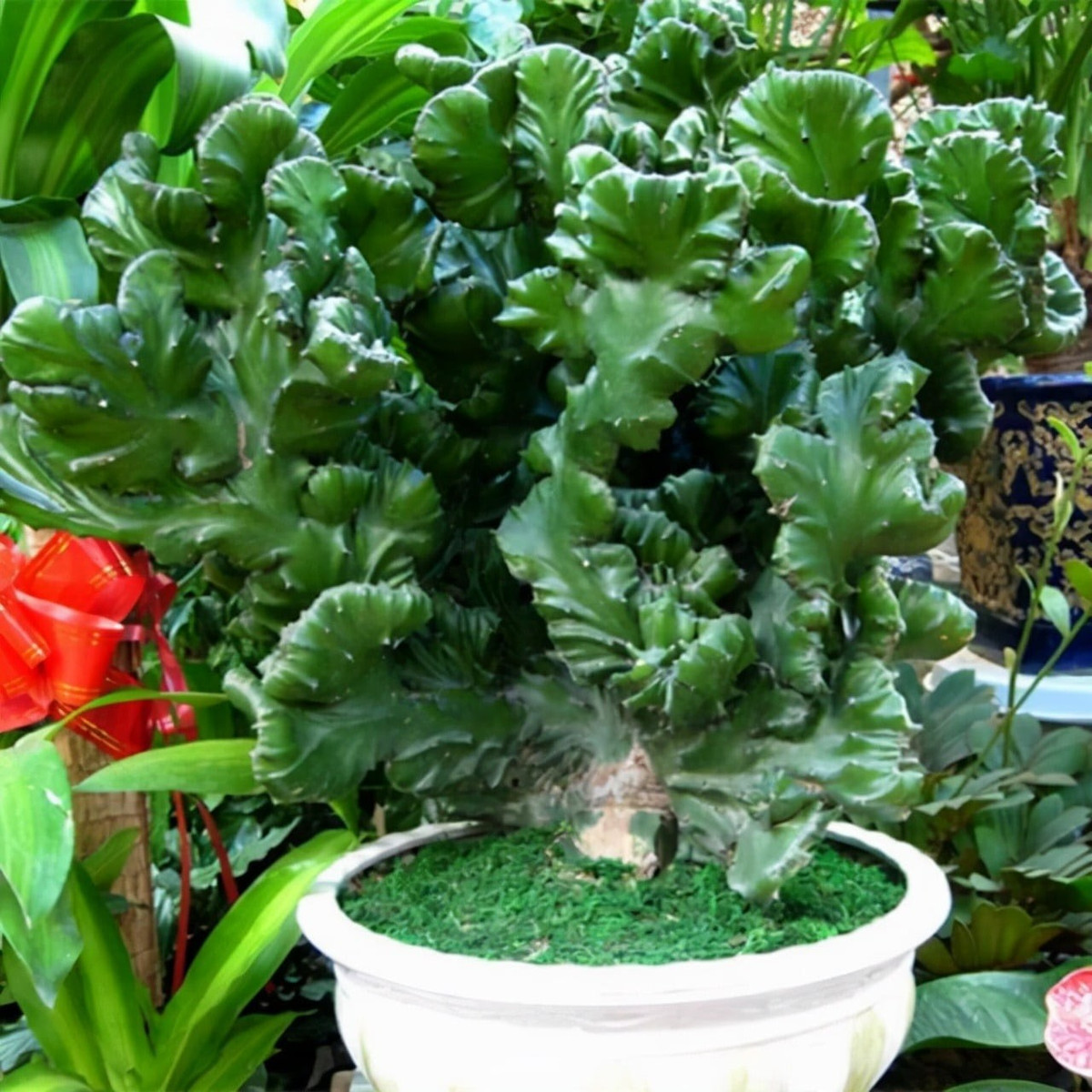 Ngọc kỳ lân cực dễ chăm, ưa đất thoát nước tốt và thích nắng. Chỉ cần nhớ nguyên tắc “thà khô hơn ướt”, tưới khi đất khô hoàn toàn. Cây sinh trưởng tốt ở 20–30℃, dưới 10℃ sẽ ngủ đông và rụng lá – vì vậy cần giữ ấm vào mùa lạnh.