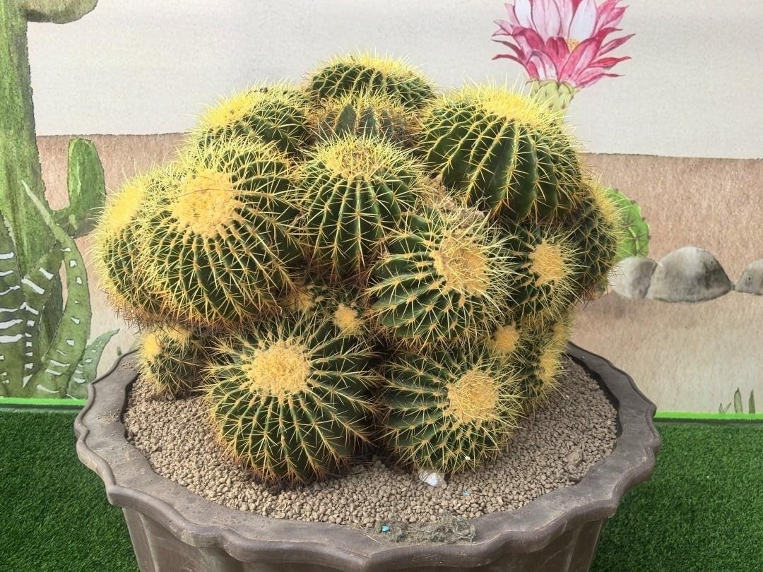 Loài cây này tượng trưng cho sự hùng vĩ và thịnh vượng. Nhiều người tin rằng đặt kim hổ trong nhà giúp trấn trạch, xua khí xấu và mang lại bình an. Khi đủ tuổi, cây còn có thể nở hoa vàng trên đỉnh – điểm nhấn vừa lạ vừa cuốn hút.